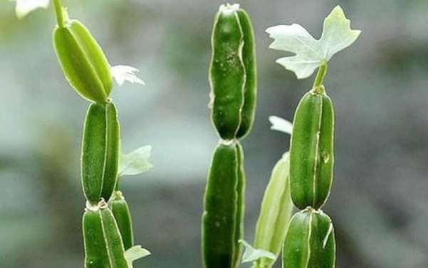 Harness the Power of Changalam Paranda (Cissus Quadrangularis): The Ultimate Bone Setter & Joint Care Herbal Remedy