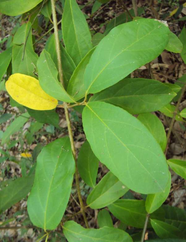 Njarambodal (Symphorema Involucratum): The Ancient Ayurvedic Miracle Plant for Nerve Regeneration & Marma Therapy
